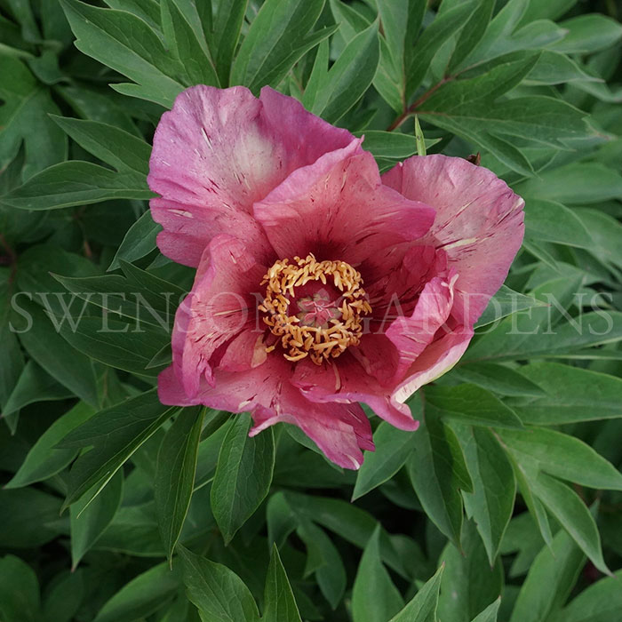 ANDERSON'S KALEIDOSCOPE