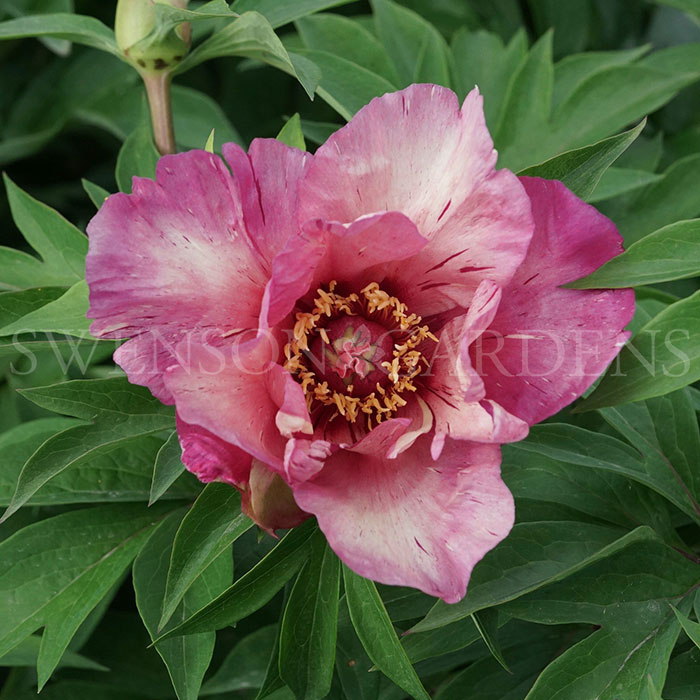 ANDERSON'S KALEIDOSCOPE