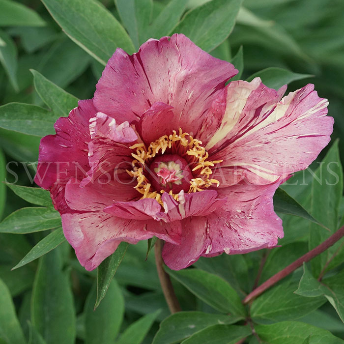 ANDERSON'S KALEIDOSCOPE