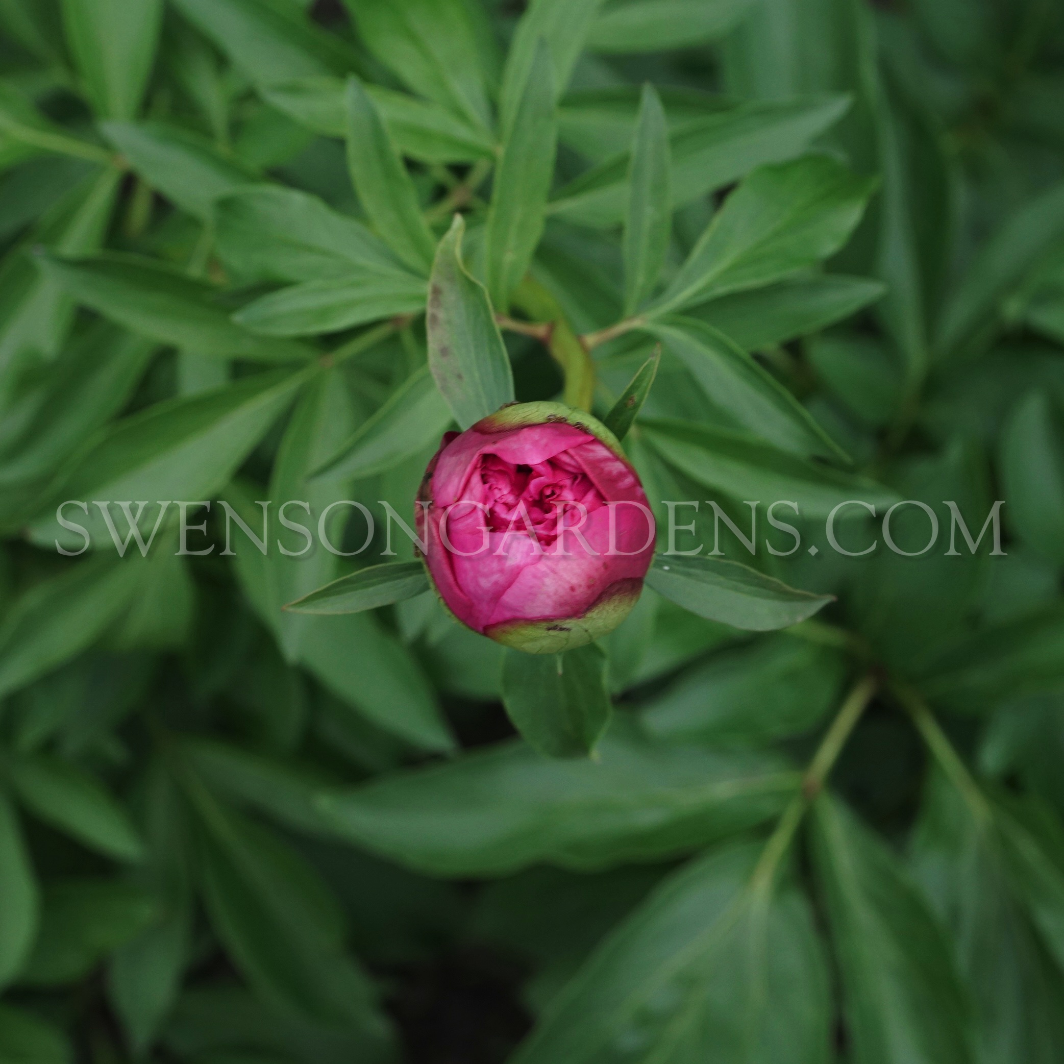 ANGELO COBB FREEBORN