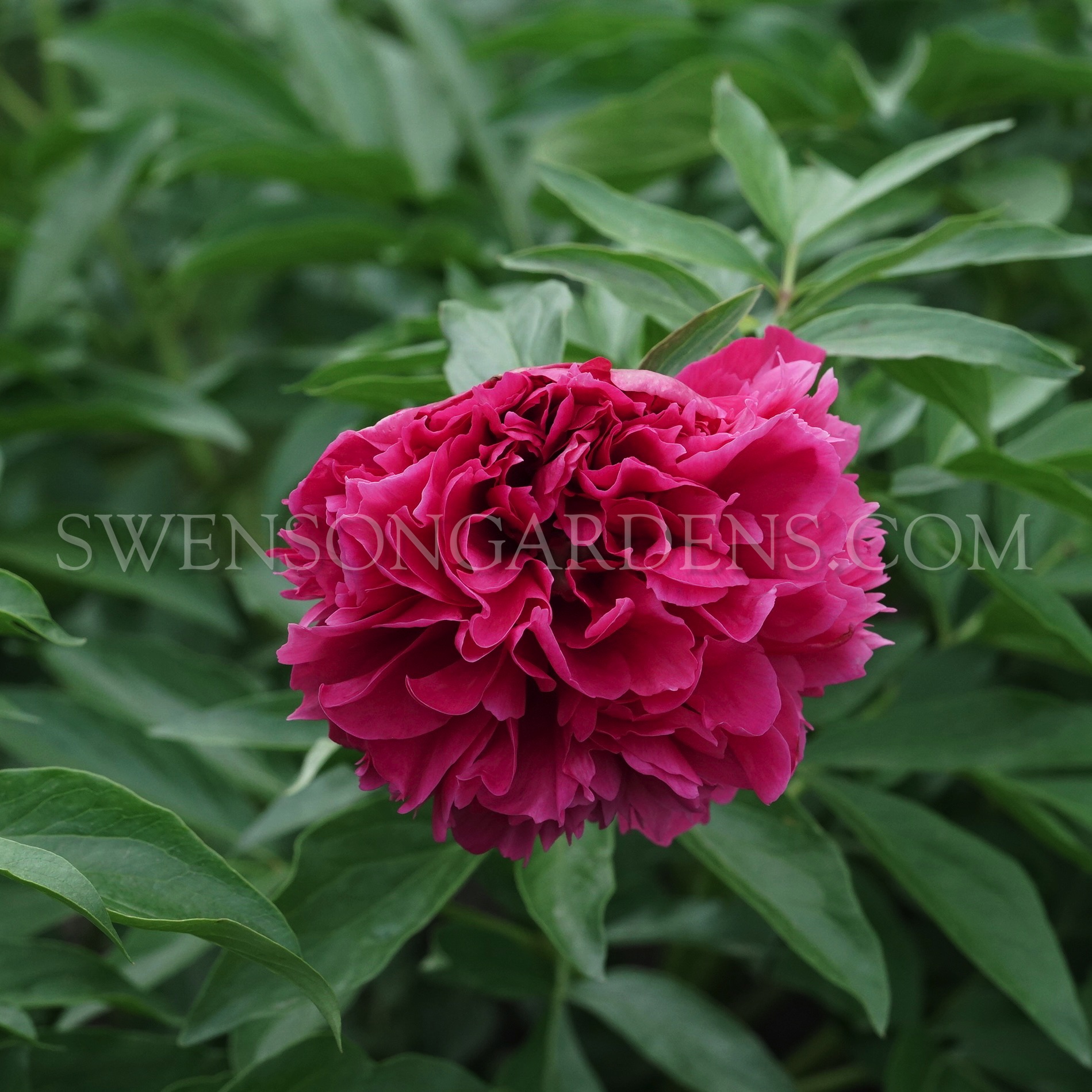 ANGELO COBB FREEBORN