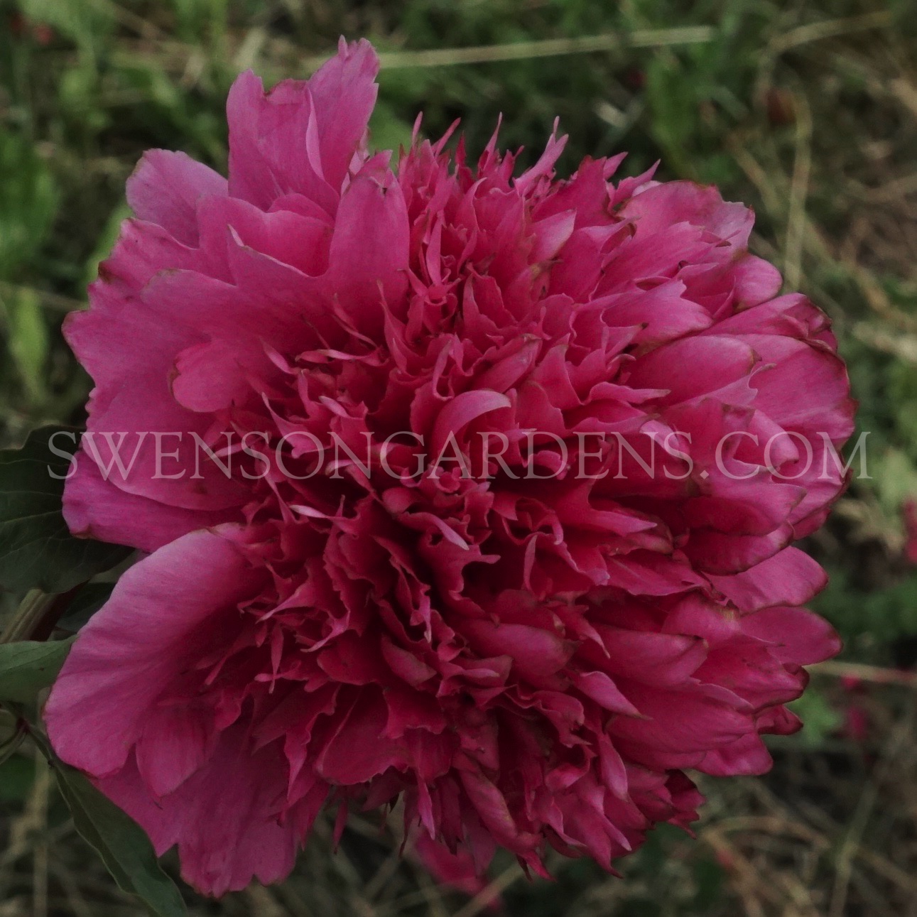 ANGELO COBB FREEBORN