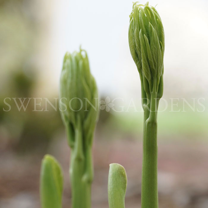 GOLDEN WHEEL ‘Huang Jin Lun’