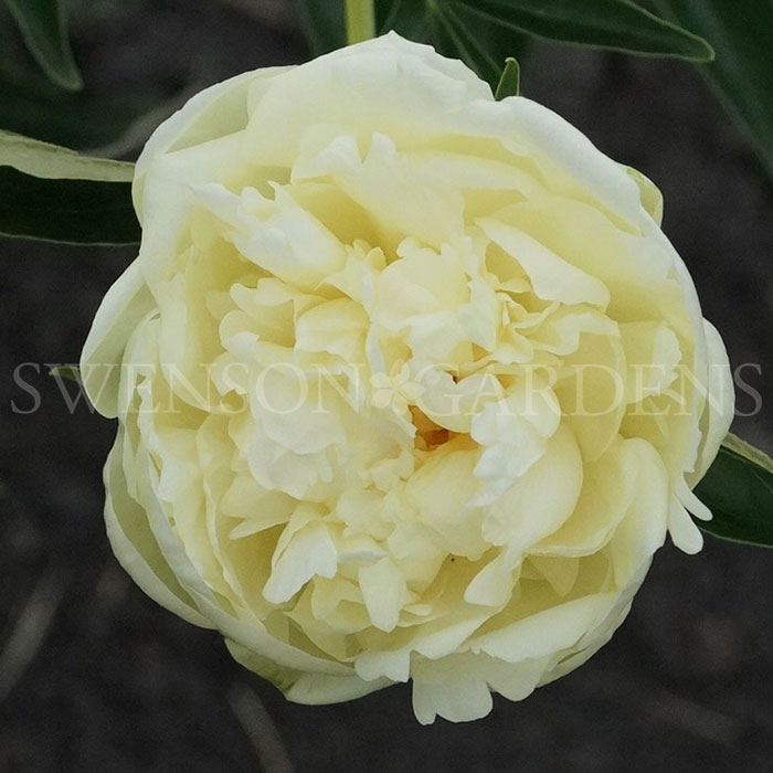 GOLDEN WHEEL ‘Huang Jin Lun’